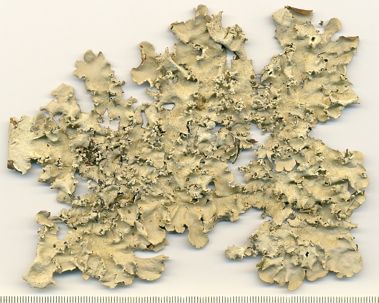 Parmotrema dilatatum from Brazil, Paraná, Guaraqueçaba leg. C.G. Donha 680 (UPCB)